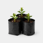 Nursery Grow Bags with Seedlings